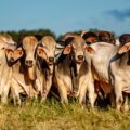 Aftosa: ganaderos respaldan mantener la vacunación para proteger el acceso a mercados – ABC Rural