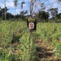 Video: Senad destruye 12 toneladas de marihuana en Bella Vista Norte – Policiales