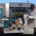 Hospital de Itauguá: a dos años del video lacrimógeno de Santi, solo cambiaron los gatos por perros – Política