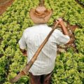 Agricultura familiar: vender o solo consumir, qué cambia para el productor, según el MAG – ABC Rural