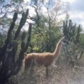 Médanos del Chaco: Coalición por los bosques apoya a Espínola y su proyecto de “interés nacional” – Política
