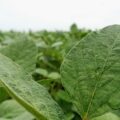 Soja en el Chaco vuelve a ganar terreno: ¿Qué está detrás de la recuperación? – ABC Rural