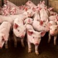 Industria pide atender con “seriedad” el contrabando de cerdos – ABC Rural