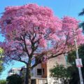 Cortar árboles de tu patio sin permiso está prohibido, recuerdan: estas son las multas – Nacionales