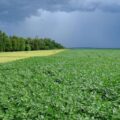 El Niño y la crisis de los fertilizantes aumentan riesgo de inflación alimentaria – Economía