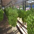 Guajayví: bananeros denuncian falta de mercado y bajo precio del producto – Economía