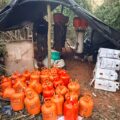 Destruyen centro de procesamiento de marihuana tipo ICE en Amambay – Policiales