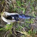 Hallan fusil que habría sido utilizado en el violento ataque a tiros en Tavaí – Policiales