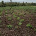Parque Nacional Paso Bravo: Policía destruye cultivos de cannabis y más de 1 tonelada de marihuana picada – Policiales