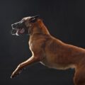 Cuánto ejercicio necesita un Pastor Belga Malinois – Mascotas
