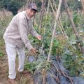 Productores de pepino denuncian saturación del mercado a causa del contrabando – Economía