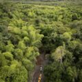 Caen 70% las nuevas parcelas de marihuana tras años de invasión en el Mbaracayú – Nacionales
