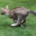 Por qué mi gato corre de repente por la casa – Mascotas